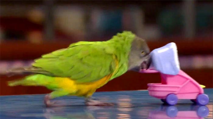 Parrot Stroller Trick David Letterman