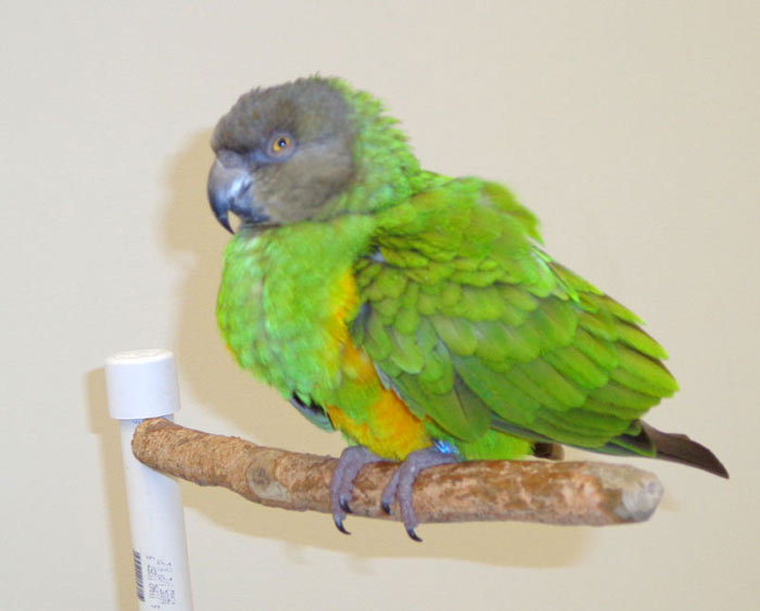 Fat Senegal Parrot