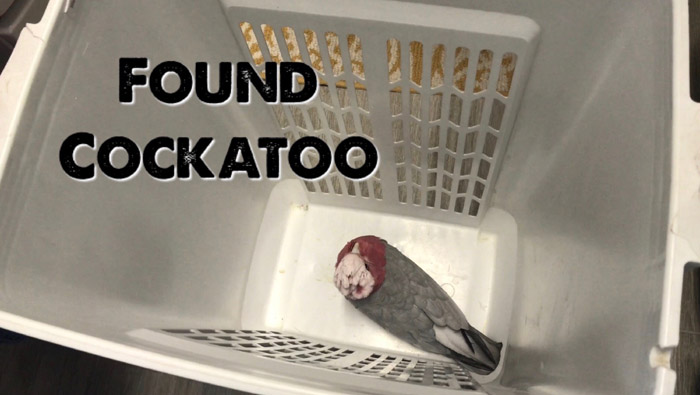 Found Cockatoo in Laundry Basket