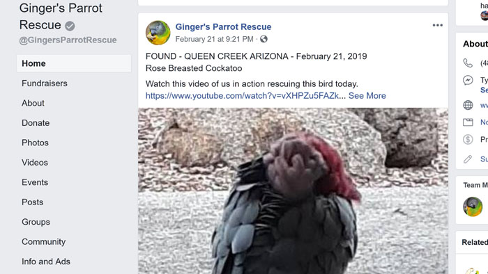 Facebook Post about Found Cockatoo