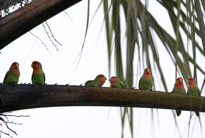 Flock of Peach Faced Lovebirds