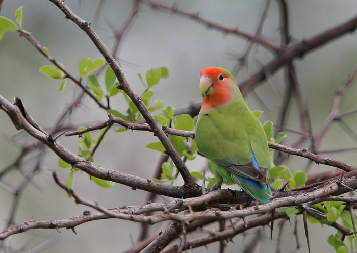 Peach best sale faced parakeet