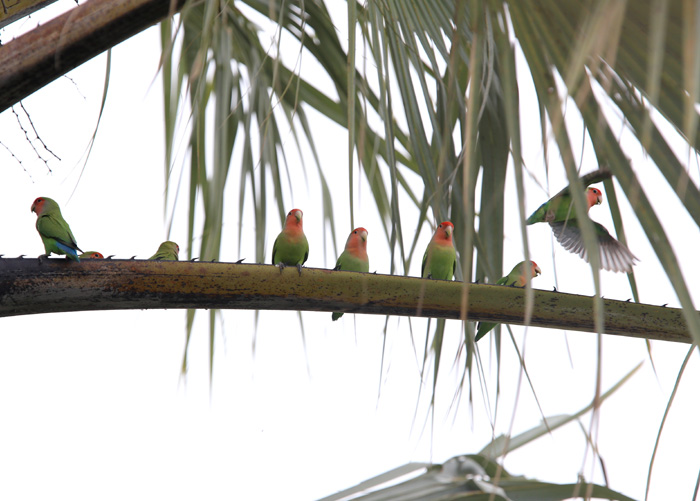 Peach Faced Lovebirds