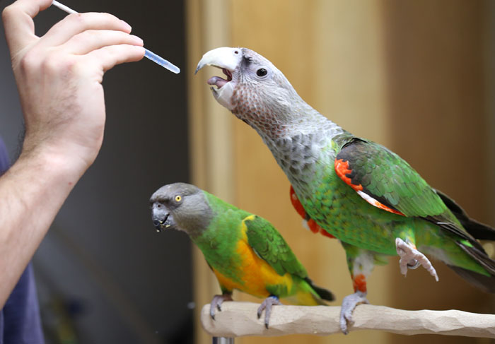 Parrot Medication