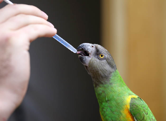 Senegal Parrot Medication