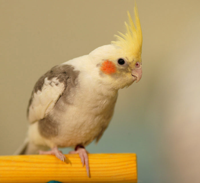 Cockatiel