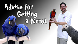 Advice for Getting a Parrot