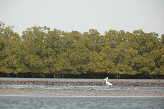 African River Mangrove