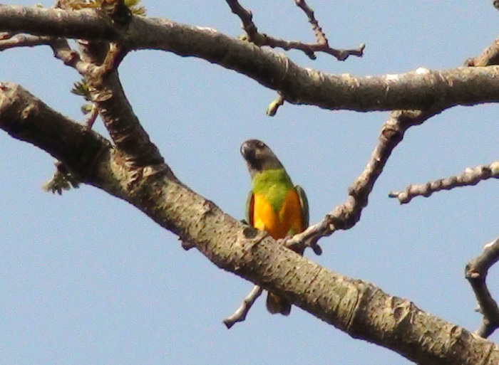 Senegal Parrot in Gambia