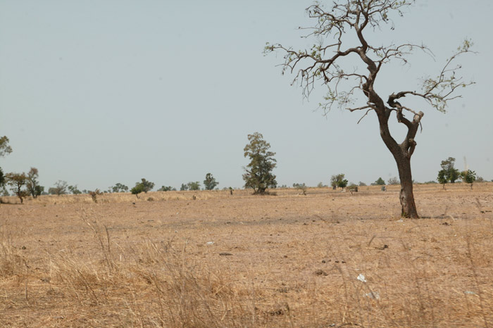 African Woodland Savannah