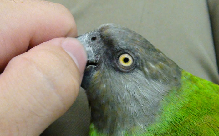 Petting Senegal Parrot Beak