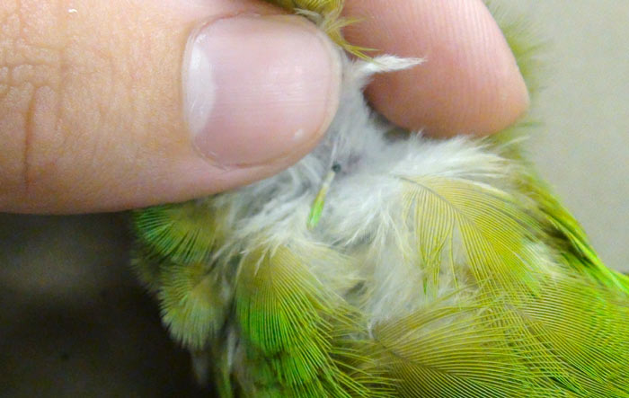 Senegal Parrot Pin Feather Up Close