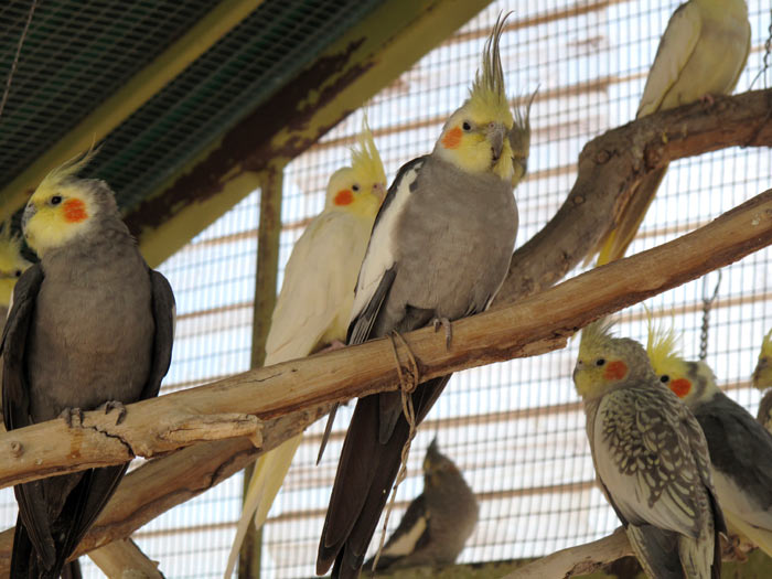 Cockatiels