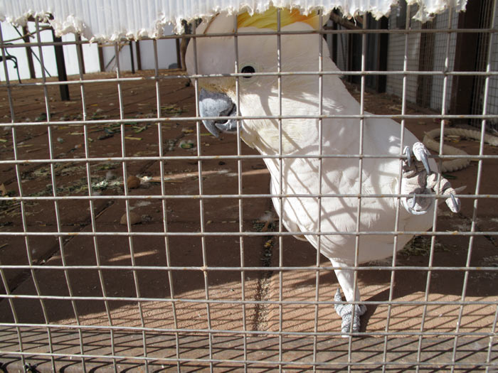 Cockatoo