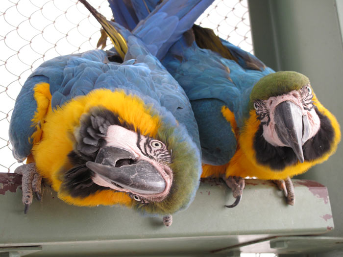 Two Blue and Yellow Macaws
