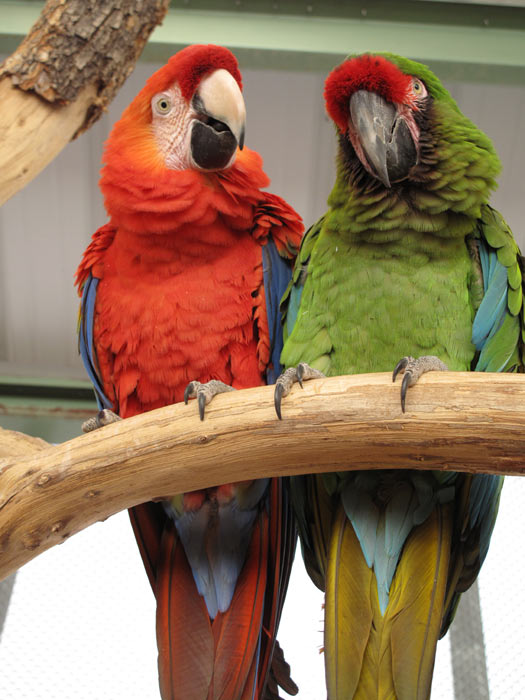 Scarlet and Military Macaws