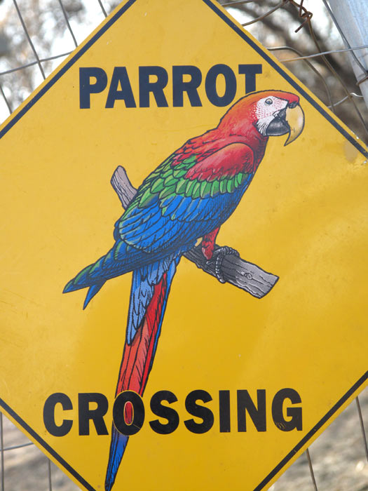 Parrot Crossing
