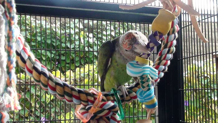 Cape Parrot with toy