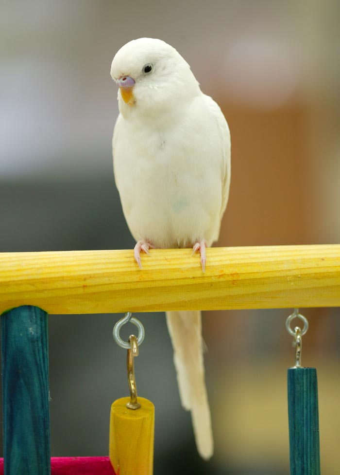 White Budgerigar