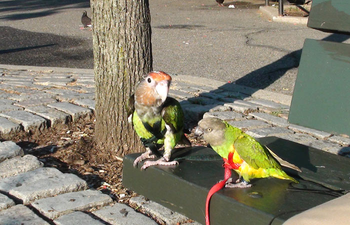 Bird 2024 leash conure