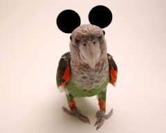 Parrot Joke Ears