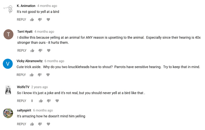 Youtube Comments about parrots having sensitive hearing