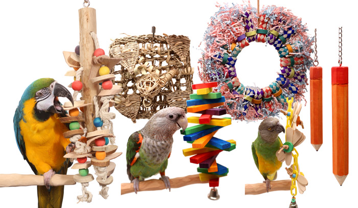 Bird toys near me sale