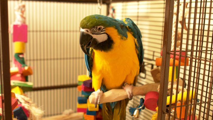 Blue and Gold Macaw in Cage