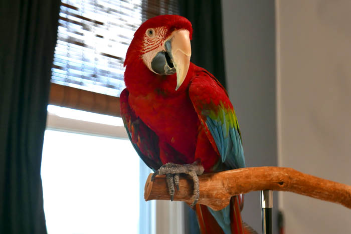 Santina Macaw