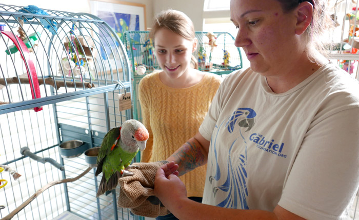 Brown Necked Parrot