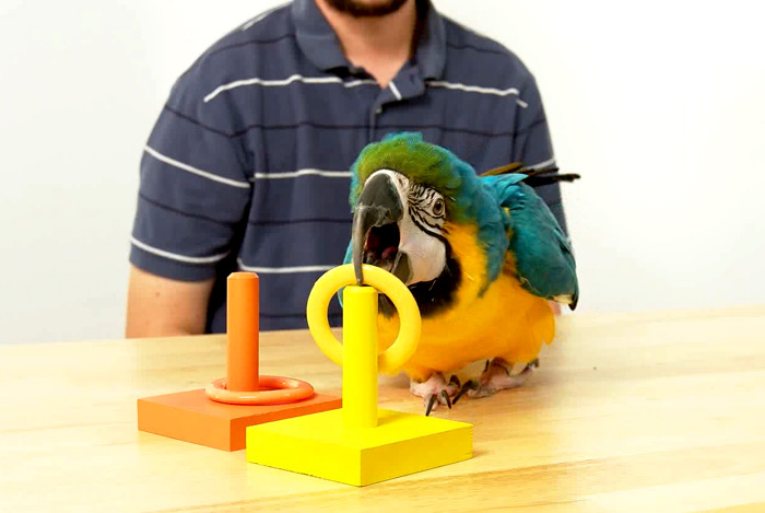 Parrot Wizard - Scale for Weighing Parrots for Trick Training