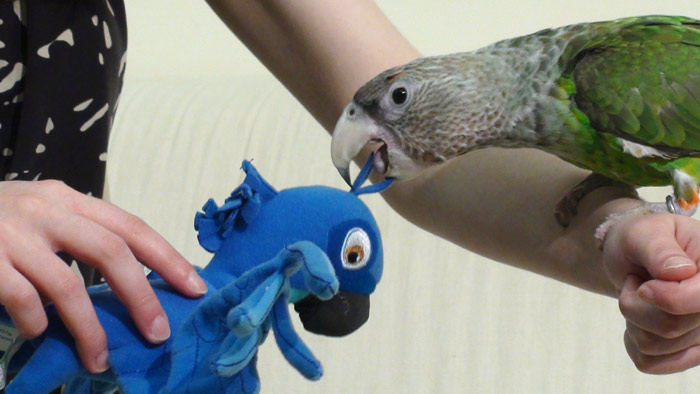 Parrot preening plush parrot toy