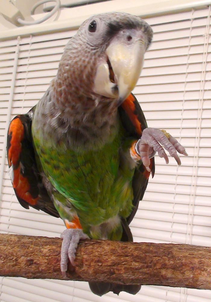 Cape Parrot eating Roudybush Pellet