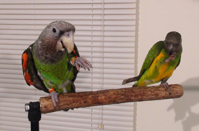 Parrot eat Roudybush