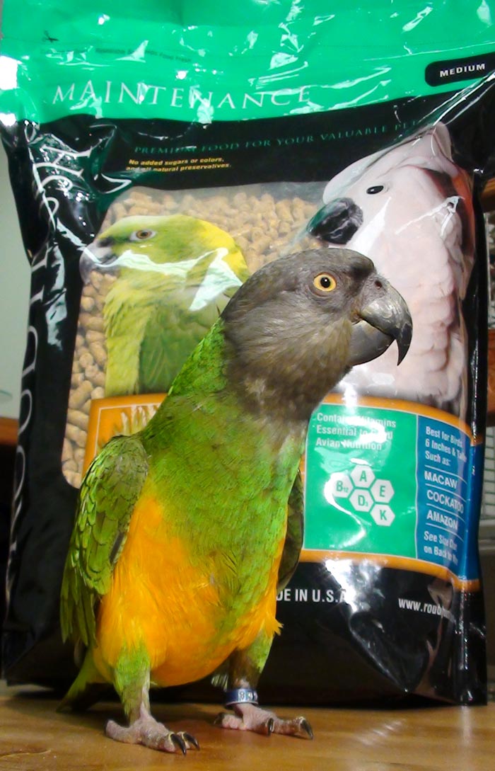 Roudybush parrot clearance food