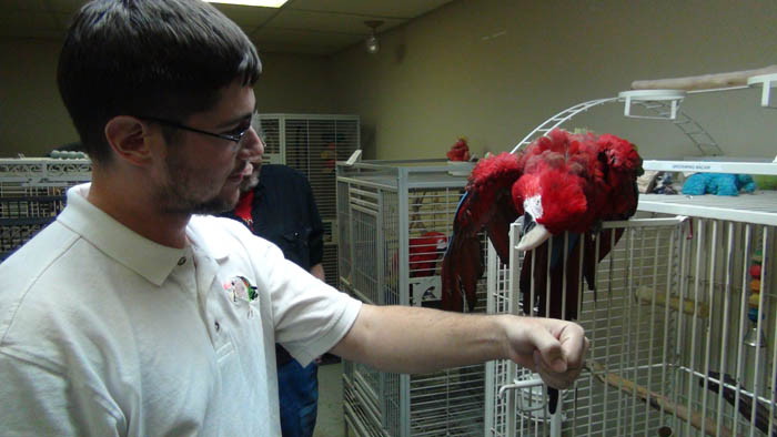 Aggressive Macaw