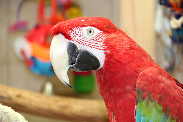 Green-Winged Macaw Beak