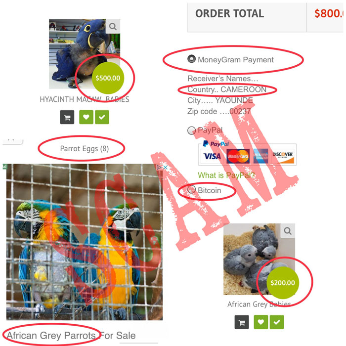 Signs of Common Parrot Scams Online