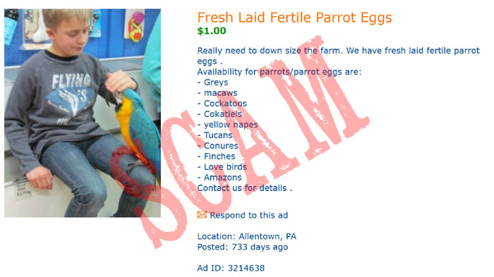 Parrot Eggs Scam