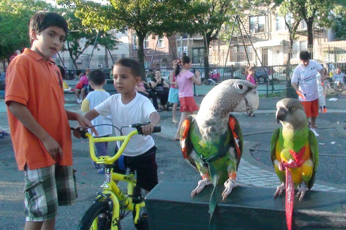 Parrots at the Park