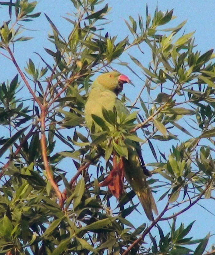 Rose Ringed Parakeet