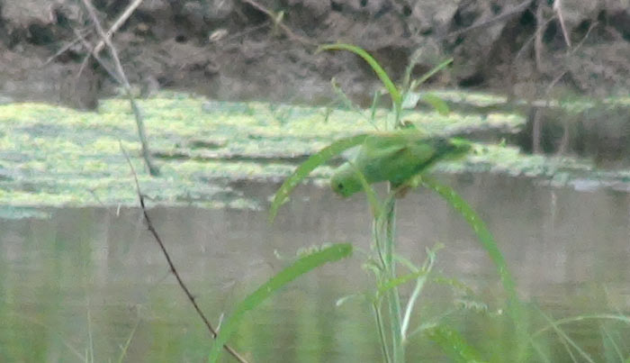 Green Rumped Parrotlet