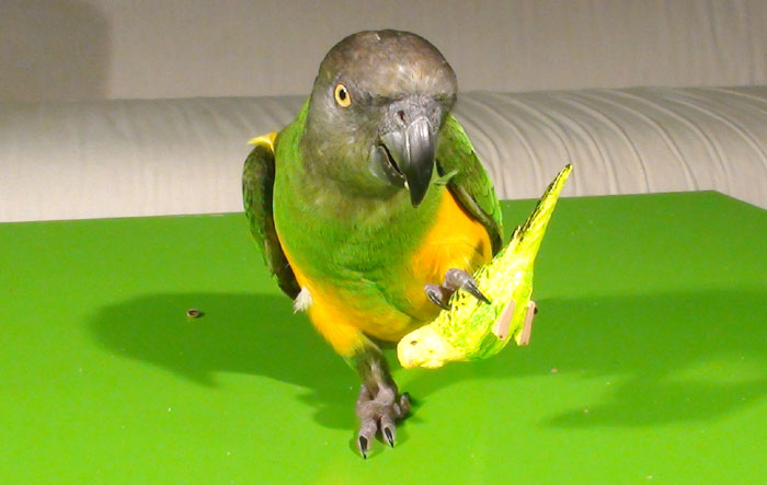 Senegal Parrot holding baby parrot trick