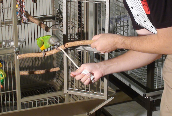 indian green parrot in cage