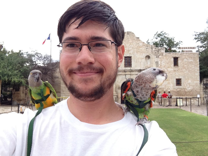 Parrots visit the Alamo