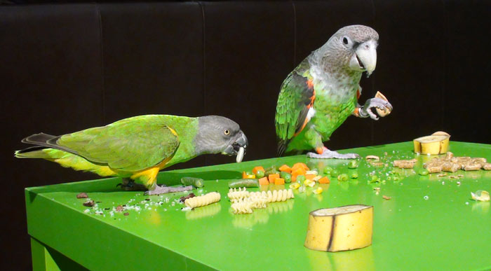 Parrots feast on thanksgiving