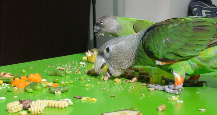 Thanksgiving Day Feast for Parrots