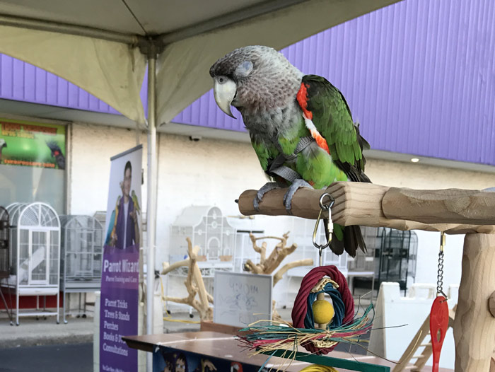 Cape Parrot Sleeping