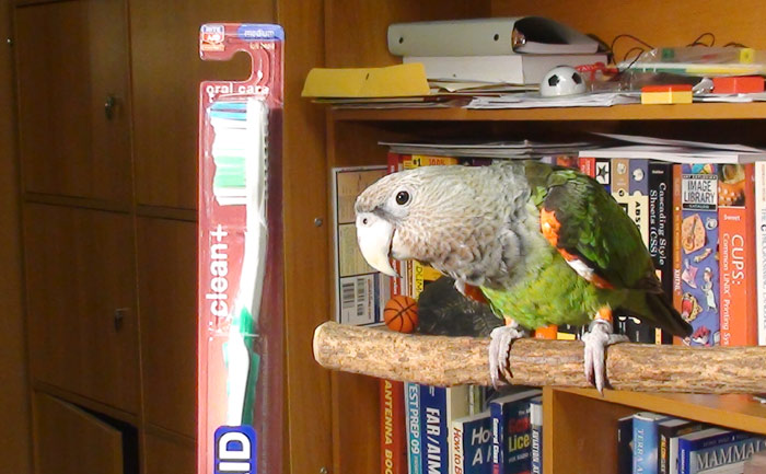 Parrot and Toothbrush