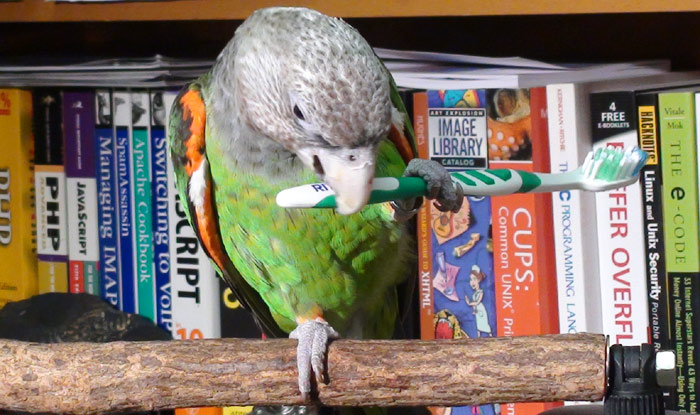 Cape Parrot Chewing Toothbrush toy